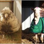 How Does a Sheep Deal With Its Wool If It Is Not Sheared by Humans?