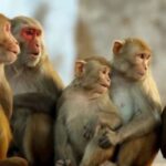 44 Surprising Facts About Monkeys You Didn’t Know