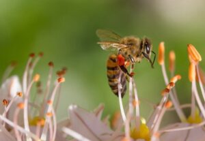 Interesting Facts About Honey Bees