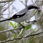 Cute Bird Has an Extremely Horrifying Hobby: Pinning Its Prey’s Body to Thorns