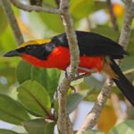 The most colorful birds in the world