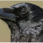 Crows Are Capable of Conscious Thought Like Humans