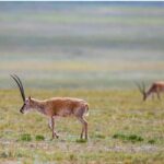 China Deciphers DNA Mystery That Helps Tibetan Antelope Survive on Plateau