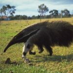 Surprising Little-Known Discovery About Anteaters