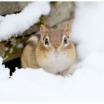 Unique Techniques Help Animals “Survive” Through Winter