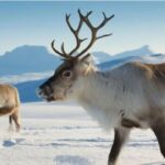 Reindeer Can Change Eye Color to “Match” the Long Winter Months