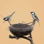 When It Rains, Where Do the Birds Take Shelter?