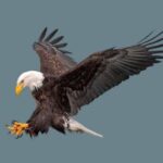 Are Bald Eagles Strong Enough to Take Down Mountain Lions?