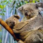 Surprising Facts About Koala Bears: A Deep Dive into Their Fascinating Lives