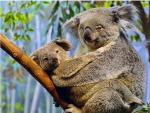 Surprising Facts About Koala Bears: A Deep Dive into Their Fascinating Lives