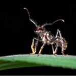 Decoding the Reason Why Bullet Ants Have the “Most Painful Sting in the World”
