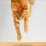 Why Do Cats Always Land on Their Feet? The Science Behind This Fascinating Skill