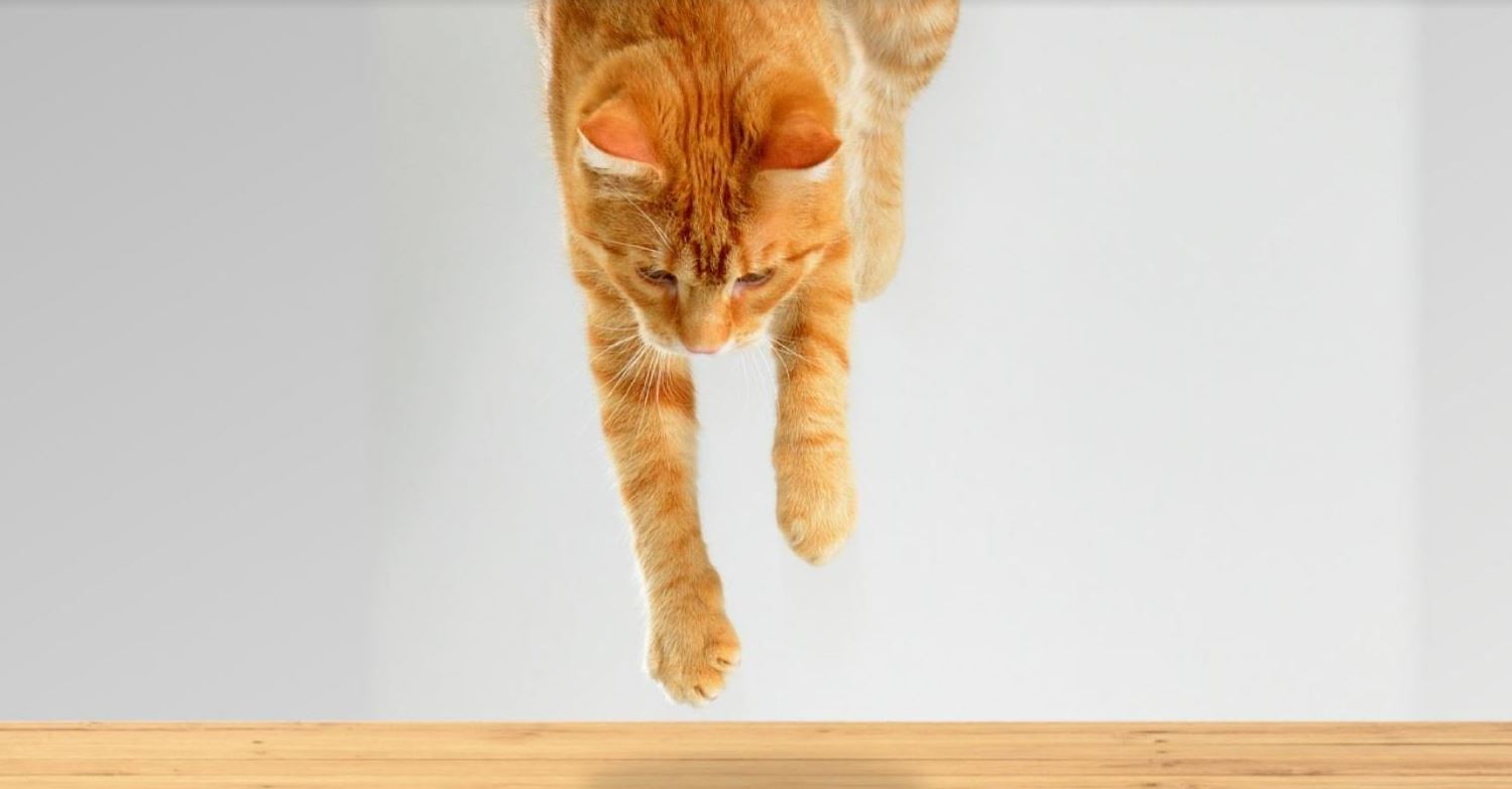 Why Do Cats Always Land on Their Feet?