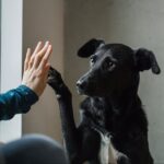10 Amazing Facts About Dogs Even Loyal Owners Might Not Know