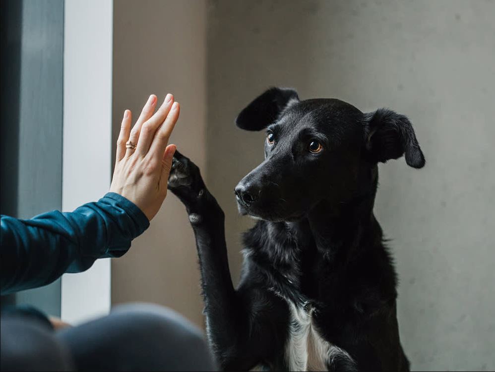 10 Amazing Facts About Dogs Even Loyal Owners Might Not Know