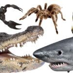 What Is the Most Dangerous Animal in the World? The Answer Might Surprise You