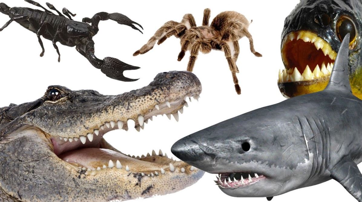What Is the Most Dangerous Animal in the World?