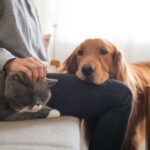 How to Take Care of Your Pet Properly: Tips for Dogs, Cats, Hamsters and More