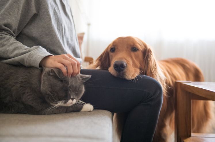 How to Take Care of Your Pet Properly