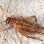 Crickets and Interesting Information You May Not Know