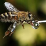 Bees Know How to Count: The Astonishing Intelligence of Honeybees