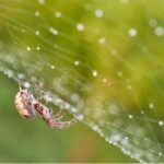 Discovery of the Spider Silk Formation Mechanism: A Breakthrough in Biomaterials Research