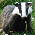 Gut Bacteria in Badgers May Prevent Tuberculosis
