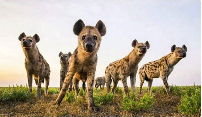 Although not the most powerful predator, few other species dare attack the spotted hyena. Although not the most powerful predator, few other species dare attack the spotted hyena.