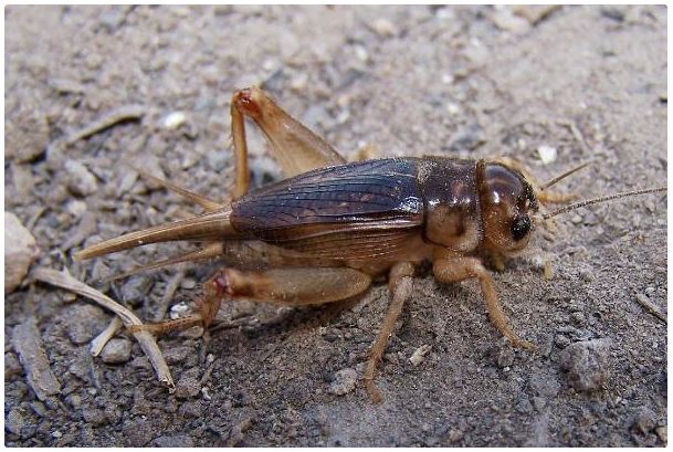 Crickets can eat all kinds of grass. Crickets can eat all kinds of grass.