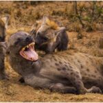 Why Don’t Any Predators Eat Spotted Hyenas?