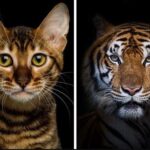 What If Cats Were the Same Size as Tigers?