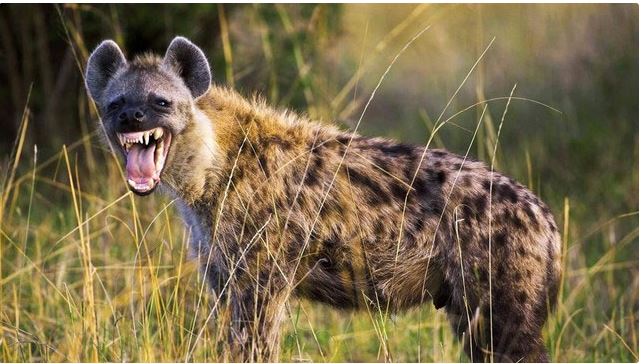 The spotted hyena's teamwork is also an important factor in their success. The spotted hyena's teamwork is also an important factor in their success.