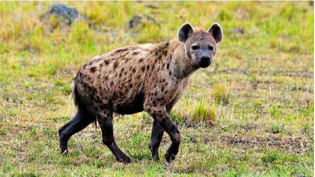 Spotted hyenas often attack the anus of their prey. Spotted hyenas often attack the anus of their prey.