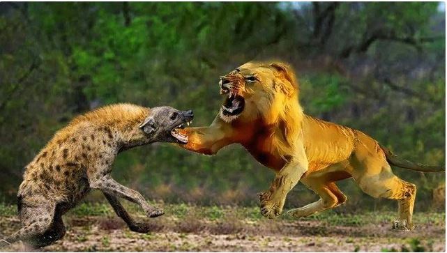 Lions are the spotted hyena's greatest enemy. Lions are the spotted hyena's greatest enemy.